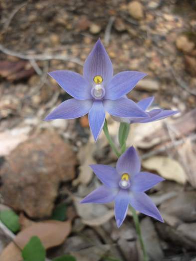 Thelymitra - Blue lady orchid Logue-Brook-d-003.JPG